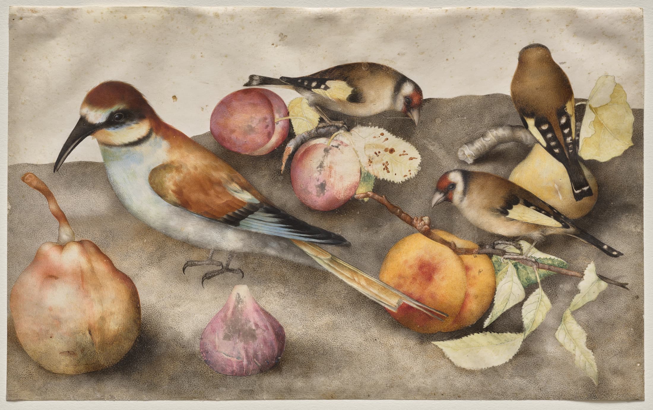 A horizontally oriented watercolor depicts four birds among pink and orange fruits with a few light-green leaves. On the upper right, three goldfinches with red and white faces and black- and brown-bodies with muted yellow wings, each sit on a fruit branch. On the left, a bee-eater bird twice the goldfinches' size with a long, thin beak, red-brown feathers, and blue on its chest, wings, and around the eye, faces our left, two fruit placed in front.