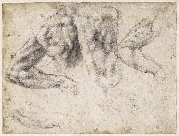 Study of the back and left arm of a male nude for the tomb of Giuliano de’ Medici, 1523–24. Black chalk; 19.2 x 25.7 cm All works on these pages: Michelangelo Buonarroti (Italian, 1475–1564). Teylers Museum, purchased in 1790. © Teylers Museum, Haarlem