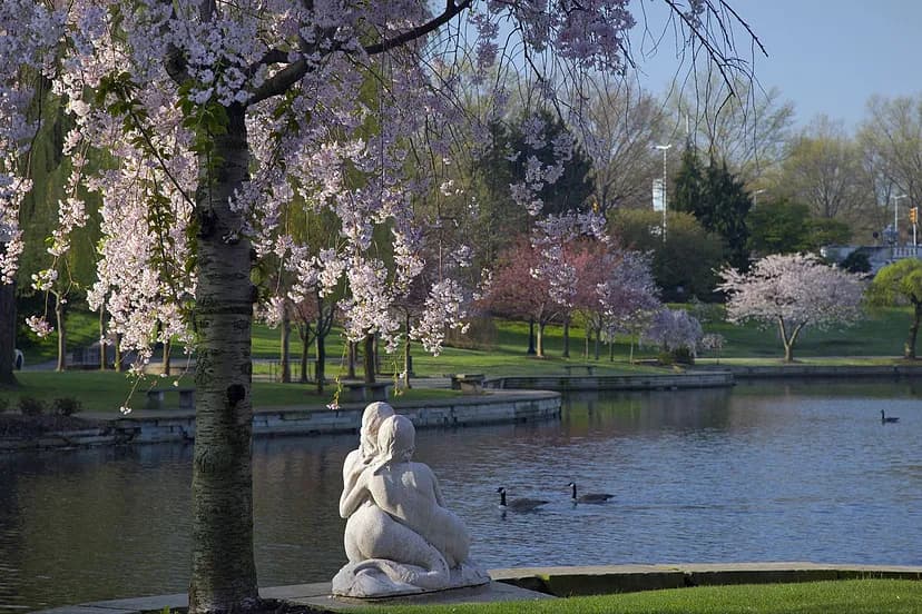 Mermaid statue next to blooming cherry blossom tree overlooking a lake.