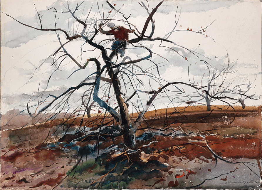 decaying tree